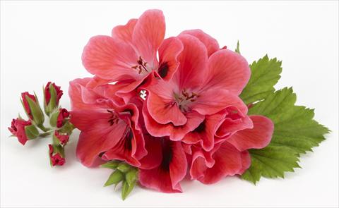 Foto fiore da  Balcone, vaso Pelargonium grandiflorum Costa Barcelona Coral