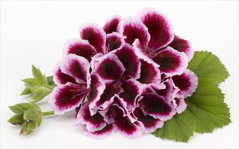 Foto fiore da  Balcone, vaso Pelargonium grandiflorum Costa Barcelona Early Lavender