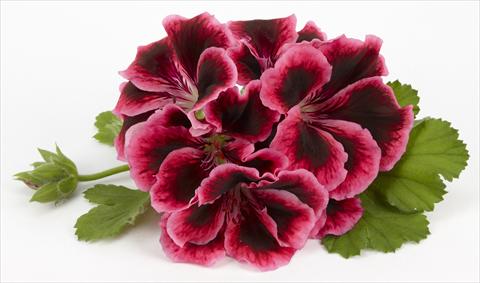 Foto fiore da  Balcone, vaso Pelargonium grandiflorum Costa Barcelona Early Rose