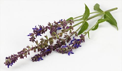 Foto fiore da  Vaso e aiola Salvia nemorosa Sallyrosa Blue