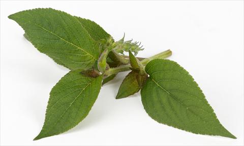 Foto fiore da  Vaso e aiola Salvia rutilans Ah...Roma Ananassa