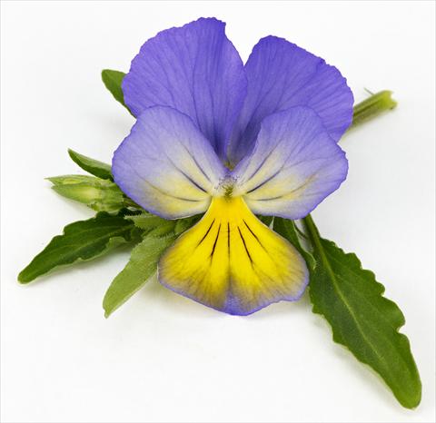 Foto fiore da  Vaso, balcone, basket Viola hybrida Friolina® Cascadiz Blue Yellow