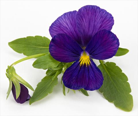 Foto fiore da  Vaso, balcone, basket Viola hybrida Friolina® Cascadiz Cobalt Blue