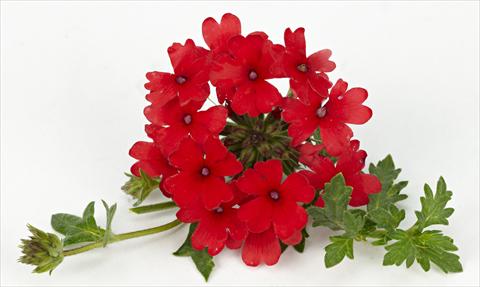 Foto fiore da  Vaso, balcone, basket Verbena Tapien® Compact Red