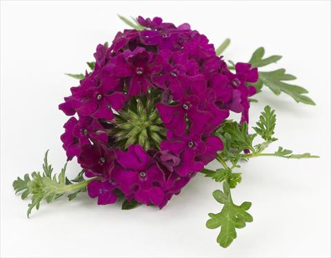 Foto fiore da  Vaso, balcone, basket Verbena Tapien® Compact Velvet