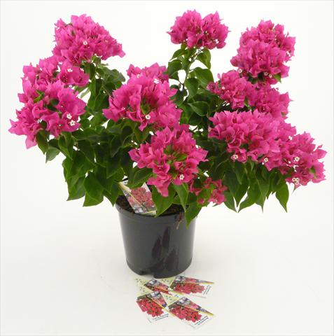 Foto fiore da  Vaso e aiola Bougainvillea Vera Deep Purple®