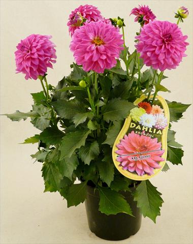 Foto fiore da  Vaso e aiola Dahlia Aztec XXL® Sonora