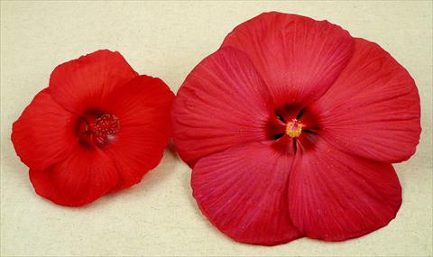 Foto fiore da  Vaso e aiola Hibiscus moscheutos Newbiscus® Red Sky