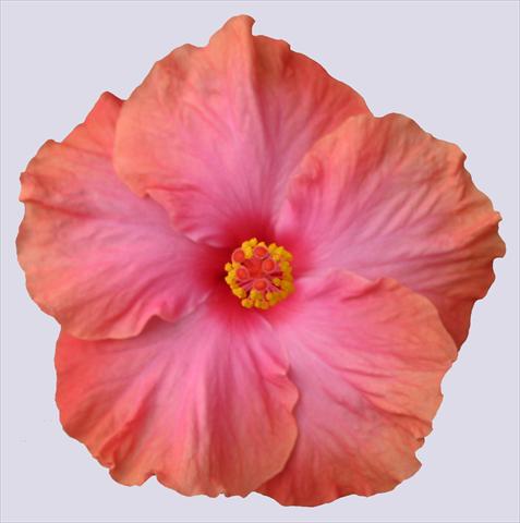 Foto fiore da  Vaso e aiola Hibiscus rosa-sinensis Ohana® Salmone