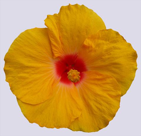 Foto fiore da  Vaso e aiola Hibiscus rosa-sinensis Trade Winds Calypso® Yellow