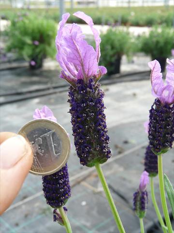 Foto fiore da  Vaso e aiola Lavandula stoechas Springbreak® Violet Lace