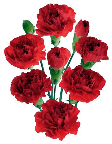 photo of flower to be used as: Cutflower Dianthus caryophyllus Cayenne