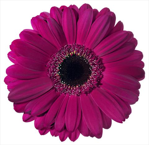 Foto fiore da  Vaso Gerbera jamesonii Macondo