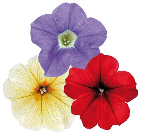 photo of flower to be used as: Pot, patio, basket 3 Combo ColoursGames Surfinia Contrast Mix