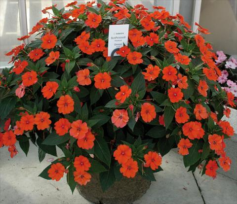 Foto fiore da  Vaso e aiola Impatiens N. Guinea SunPatiens® Vigorous Orange