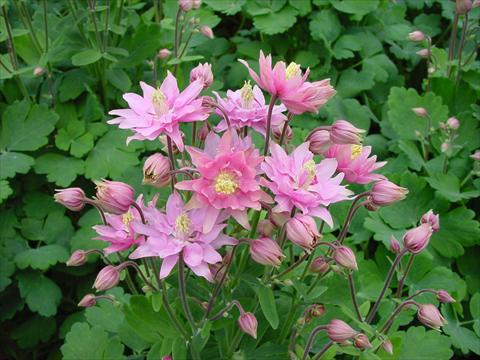 Foto fiore da  Vaso e aiola Aquilegia vulgaris Clementine Rose