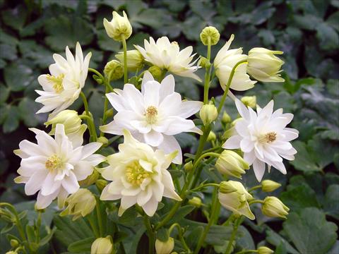 Foto fiore da  Vaso e aiola Aquilegia vulgaris Clementine White