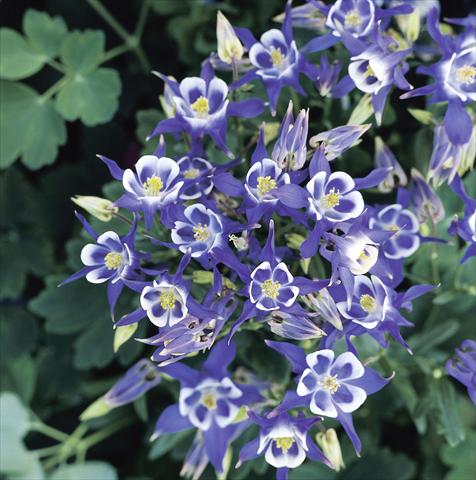 Foto fiore da  Vaso e aiola Aquilegia vulgaris Winky Blue-White Imp