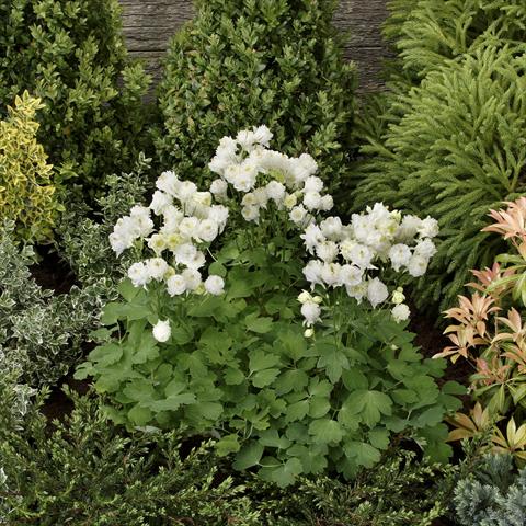 Foto fiore da  Vaso e aiola Aquilegia vulgaris Winky Double White-White