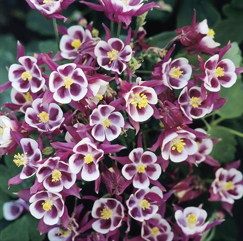 photo of flower to be used as: Pot and bedding Aquilegia vulgaris Winky Red-White