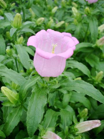 Foto fiore da  Vaso e aiola Campanula medium Campana Pink