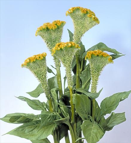 Foto fiore da  Vaso e aiola Celosia cristata Bombay Figo