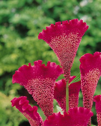 Foto fiore da  Vaso e aiola Celosia cristata Bombay Purple