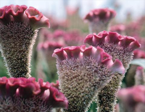 photo of flower to be used as: Pot and bedding Celosia cristata Bombay Rose