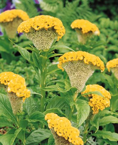 Foto fiore da  Vaso e aiola Celosia cristata Bombay Yellow Gold