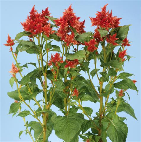 Foto fiore da  Vaso e aiola Celosia spicata Celway Orange