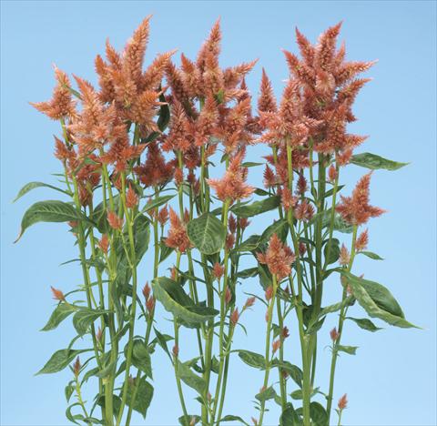 Foto fiore da  Vaso e aiola Celosia spicata Celway Salmon