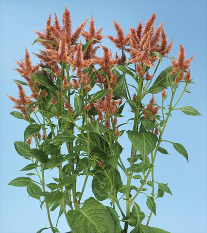 Foto fiore da  Vaso e aiola Celosia spicata Celway Terracotta