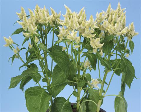 Foto fiore da  Vaso e aiola Celosia spicata Celway White