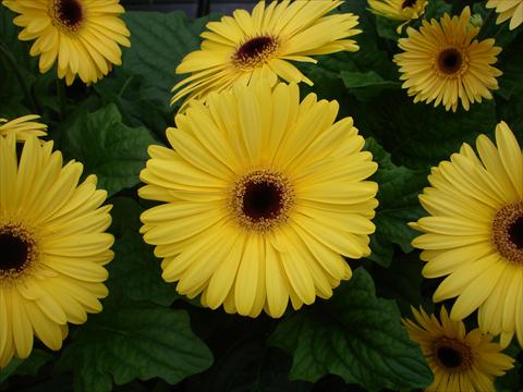 Foto fiore da  Vaso e aiola Gerbera jamesonii Mega Revolution Golden Yellow Dark Centre