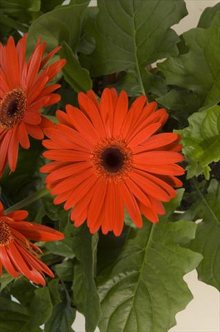 photo of flower to be used as: Pot and bedding Gerbera jamesonii Mega Revolution Scarlet Dark Centre Improved