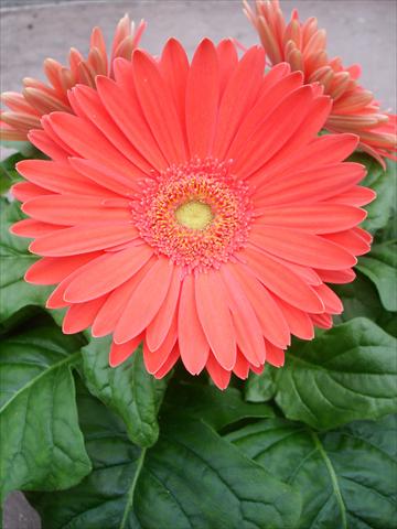 Foto fiore da  Vaso e aiola Gerbera jamesonii Mega Revolution Watermelon