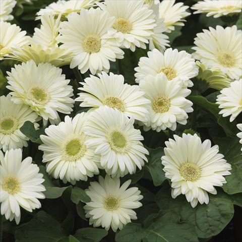 Foto fiore da  Vaso e aiola Gerbera jamesonii Mini Revolution White