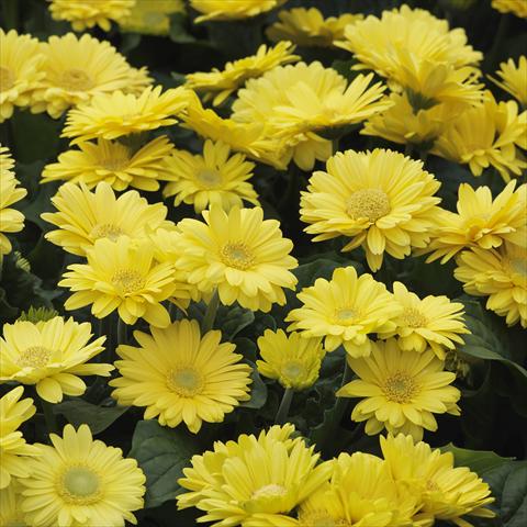 Foto fiore da  Vaso e aiola Gerbera jamesonii Mini Revolution Yellow