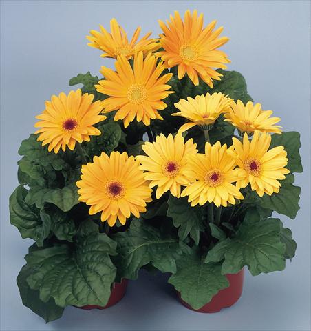 Foto fiore da  Vaso e aiola Gerbera jamesonii Revolution Golden Yellow Shades