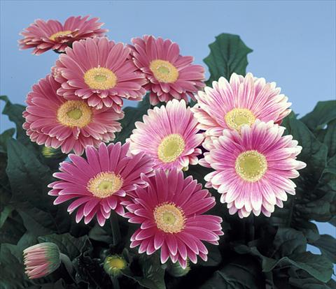 Foto fiore da  Vaso e aiola Gerbera jamesonii Revolution Pink Green Centre