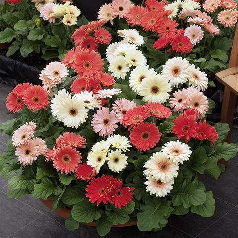 photo of flower to be used as: Pot and bedding Gerbera jamesonii Revolution Spring Pastels