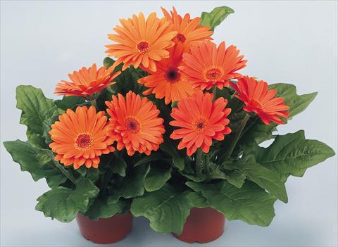 Foto fiore da  Vaso e aiola Gerbera jamesonii Revolution Terracotta