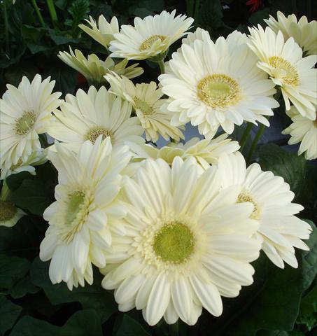 Foto fiore da  Vaso e aiola Gerbera jamesonii Revolution White