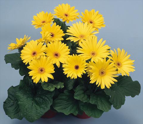 Foto fiore da  Vaso e aiola Gerbera jamesonii Revolution Yellow Dark Centre