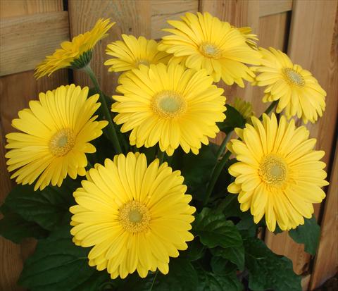 Foto fiore da  Vaso e aiola Gerbera jamesonii Revolution Yellow Green Centre