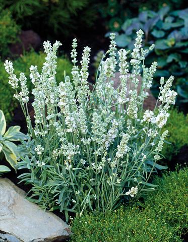 Foto fiore da  Vaso e aiola Lavandula angustifolia Ellagance Ice