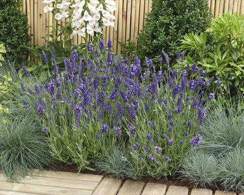 Foto fiore da  Vaso e aiola Lavandula angustifolia Ellagance Purple