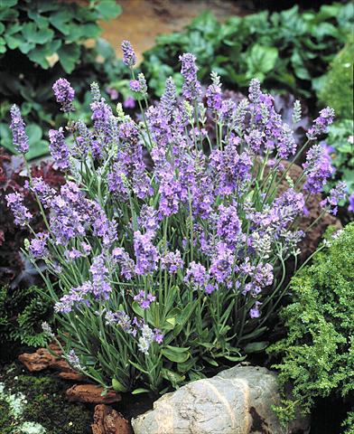 Foto fiore da  Vaso e aiola Lavandula angustifolia Ellagance Sky