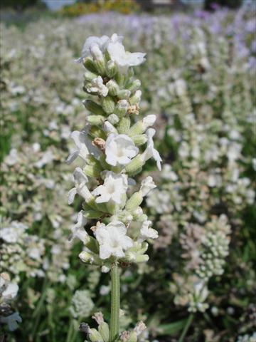 Foto fiore da  Vaso e aiola Lavandula angustifolia Ellagance Snow