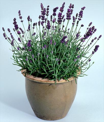 Foto fiore da  Vaso e aiola Lavandula angustifolia Lavance Purple